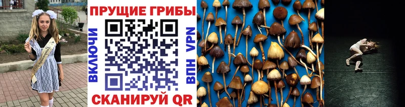 Псилоцибиновые грибы GOLDEN TEACHER  сколько стоит  Могоча 